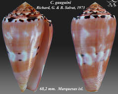 Image of Conus gauguini Richard & B. Salvat 1973