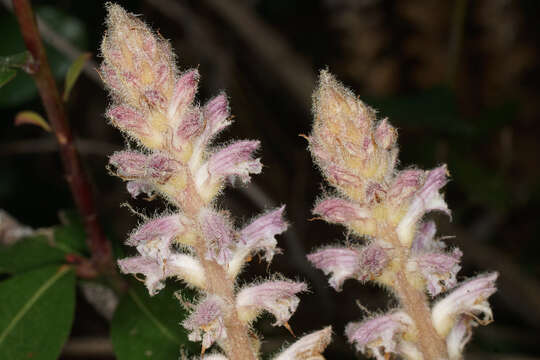 Imagem de Orobanche pubescens Dum.-Urville