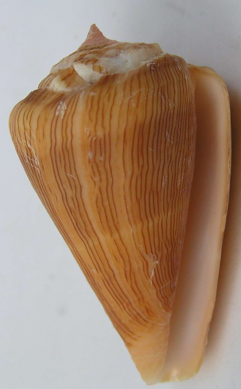 Image de Conus princeps Linnaeus 1758