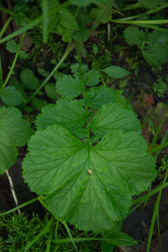 Image of Water Avens