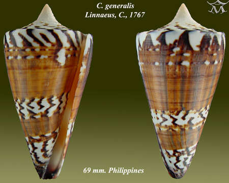 Image of general cone