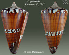 Image of general cone