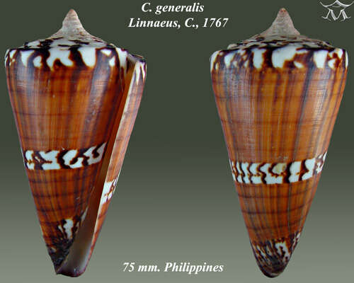 Image of general cone