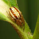 Image of Araneus pratensis (Emerton 1884)