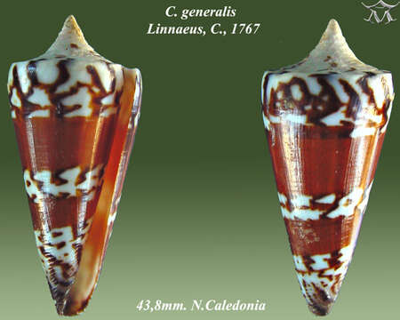 Image of general cone