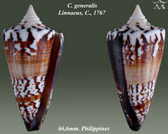 Image of general cone