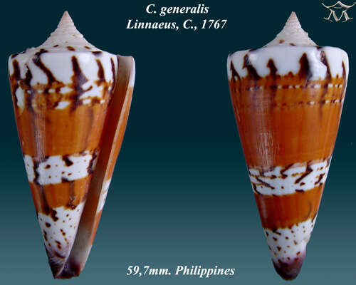 Image of general cone