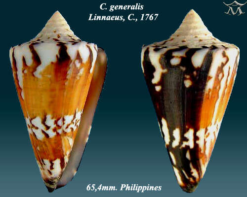 Image of general cone