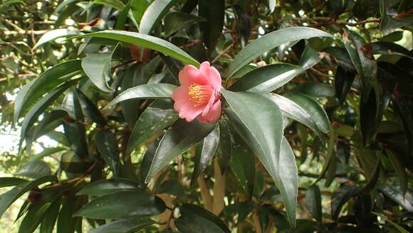 Image of Hong Kong Camellia