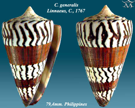 Image of general cone