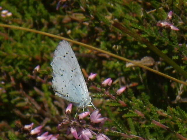 Image of holly blue