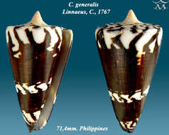 Image of general cone