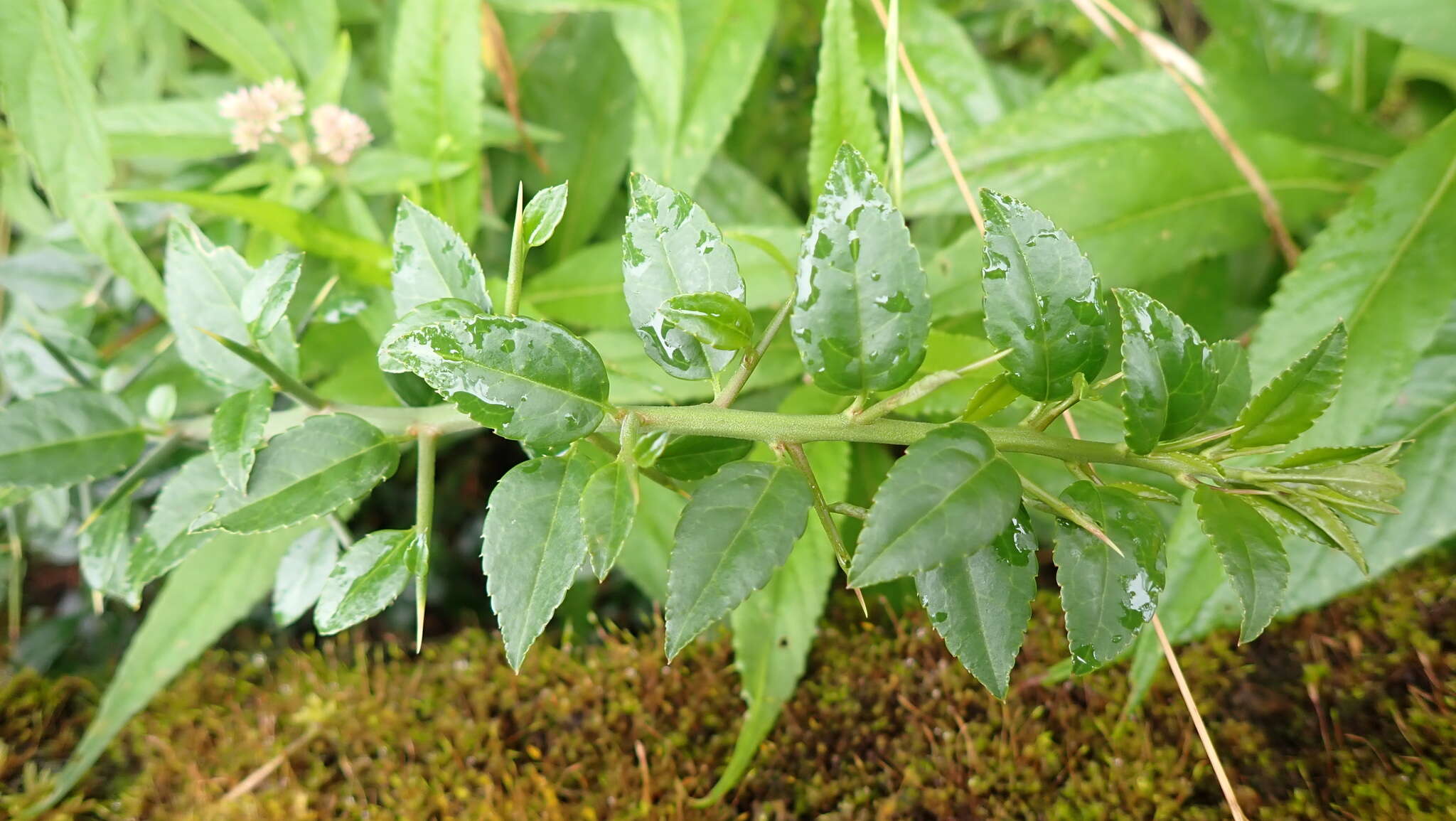 Image of Prinsepia scandens Hayata