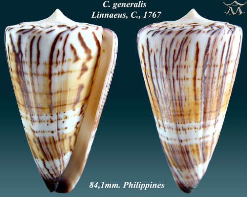 Image of general cone