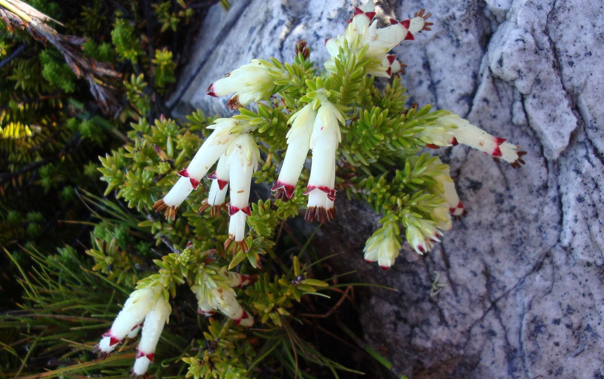 Image of Erica banksia subsp. purpurea (Andrews) E. G. H. Oliv. & I. M. Oliv.