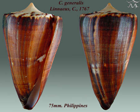 Image of general cone