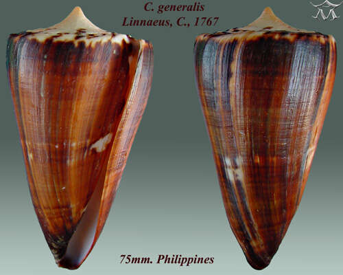 Image of general cone