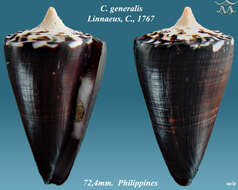 Image of general cone