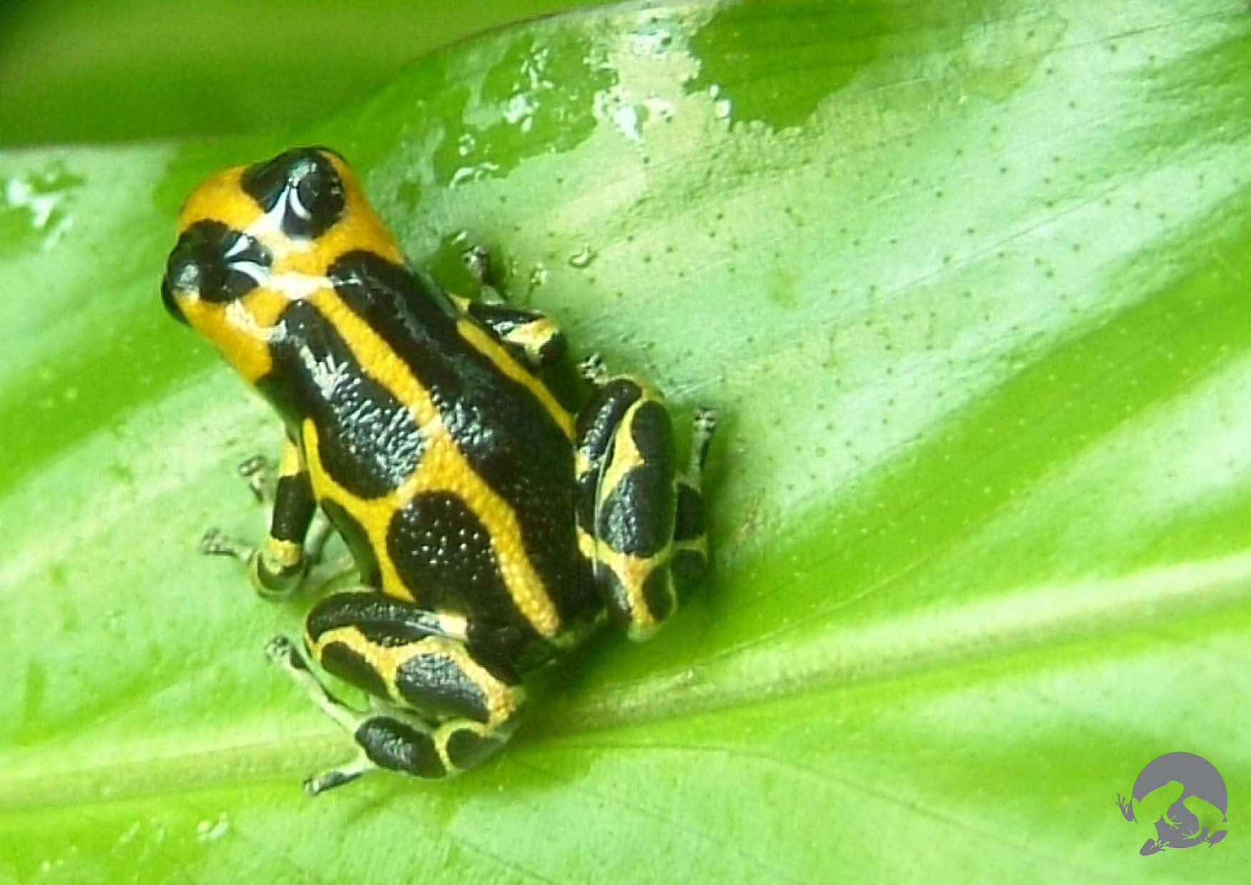 Image of Mimic Poison Frog