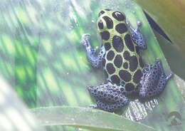 Image of Mimic Poison Frog