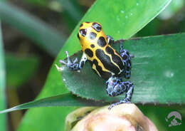 Image of Mimic Poison Frog