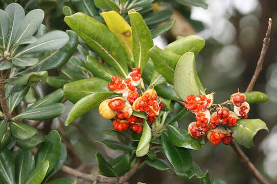 Image de Pittosporum tobira (Murray) Aiton fil.