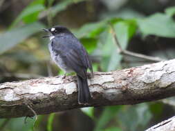 Image of White-browed Forest Flycatcher