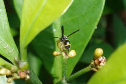 Sivun Apodynerus formosensis (Schulthess 1934) kuva