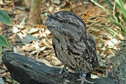 Image of Tawny Frogmouth