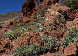 Image of Pimpinella cumbrae Link