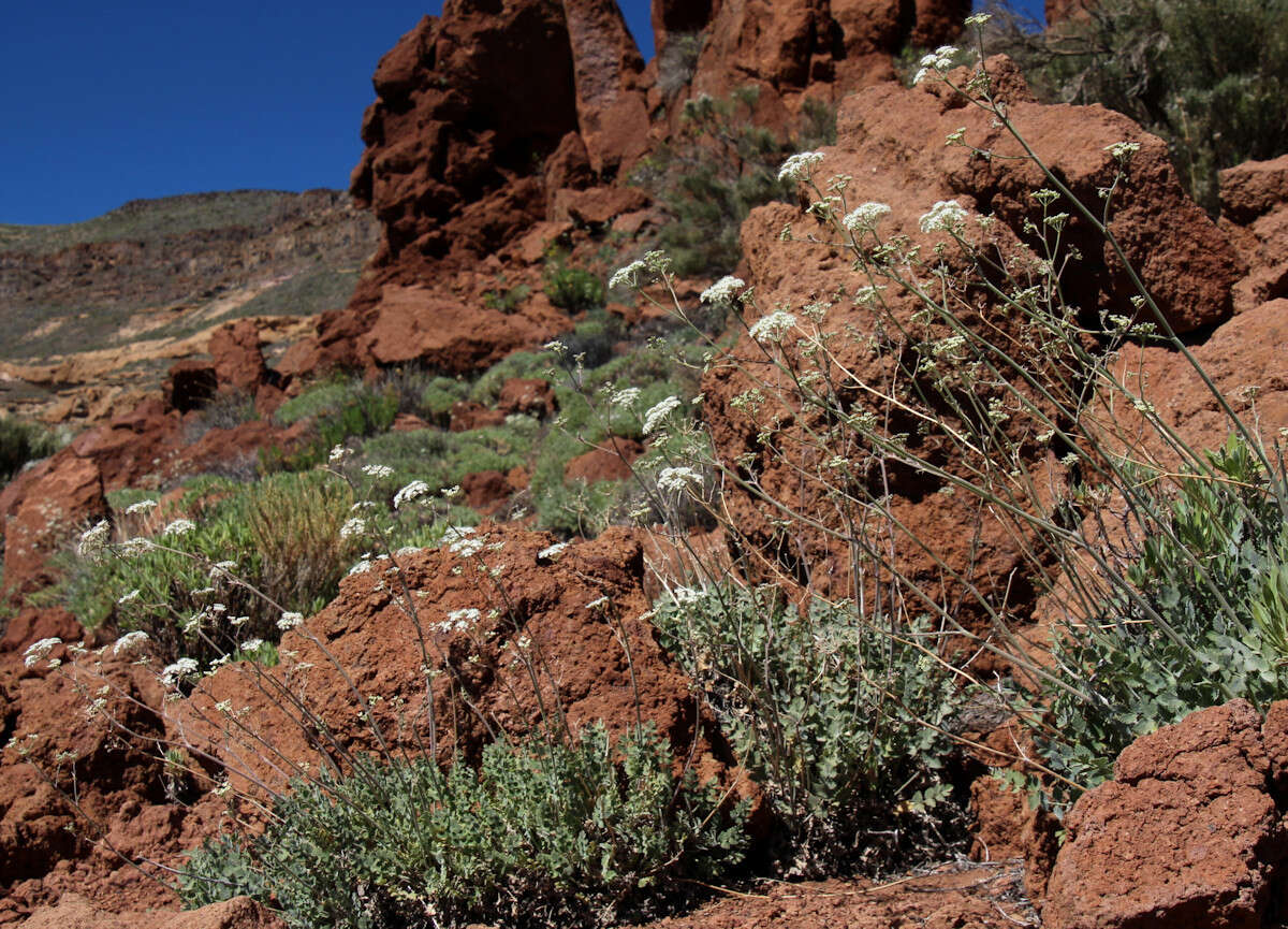 Image of Pimpinella cumbrae Link