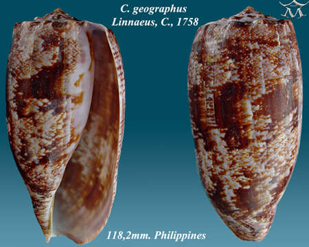 Image de Conus geographus Linnaeus 1758