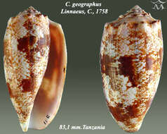 Image de Conus geographus Linnaeus 1758