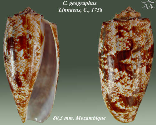 Image de Conus geographus Linnaeus 1758