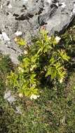 Image of Helleborus viridis subsp. occidentalis (Reuter) Schifner