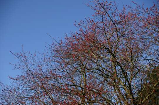 Imagem de Acer saccharinum L.