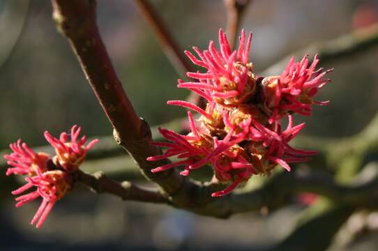 Imagem de Acer saccharinum L.