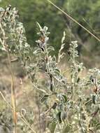 Imagem de Barleria heterotricha Lindau