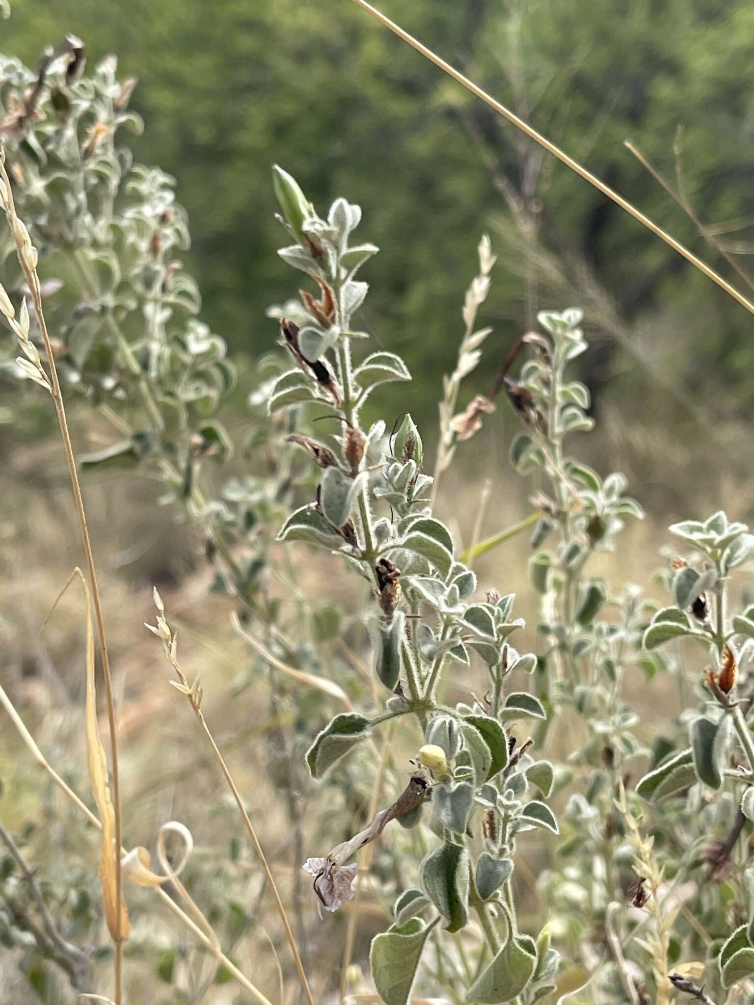 Image of Barleria heterotricha Lindau