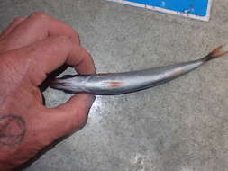 صورة Emmelichthys