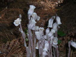 Image of Indian Pipe