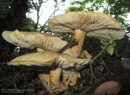 Image of Macrocybe titans (H. E. Bigelow & Kimbr.) Pegler, Lodge & Nakasone 1998