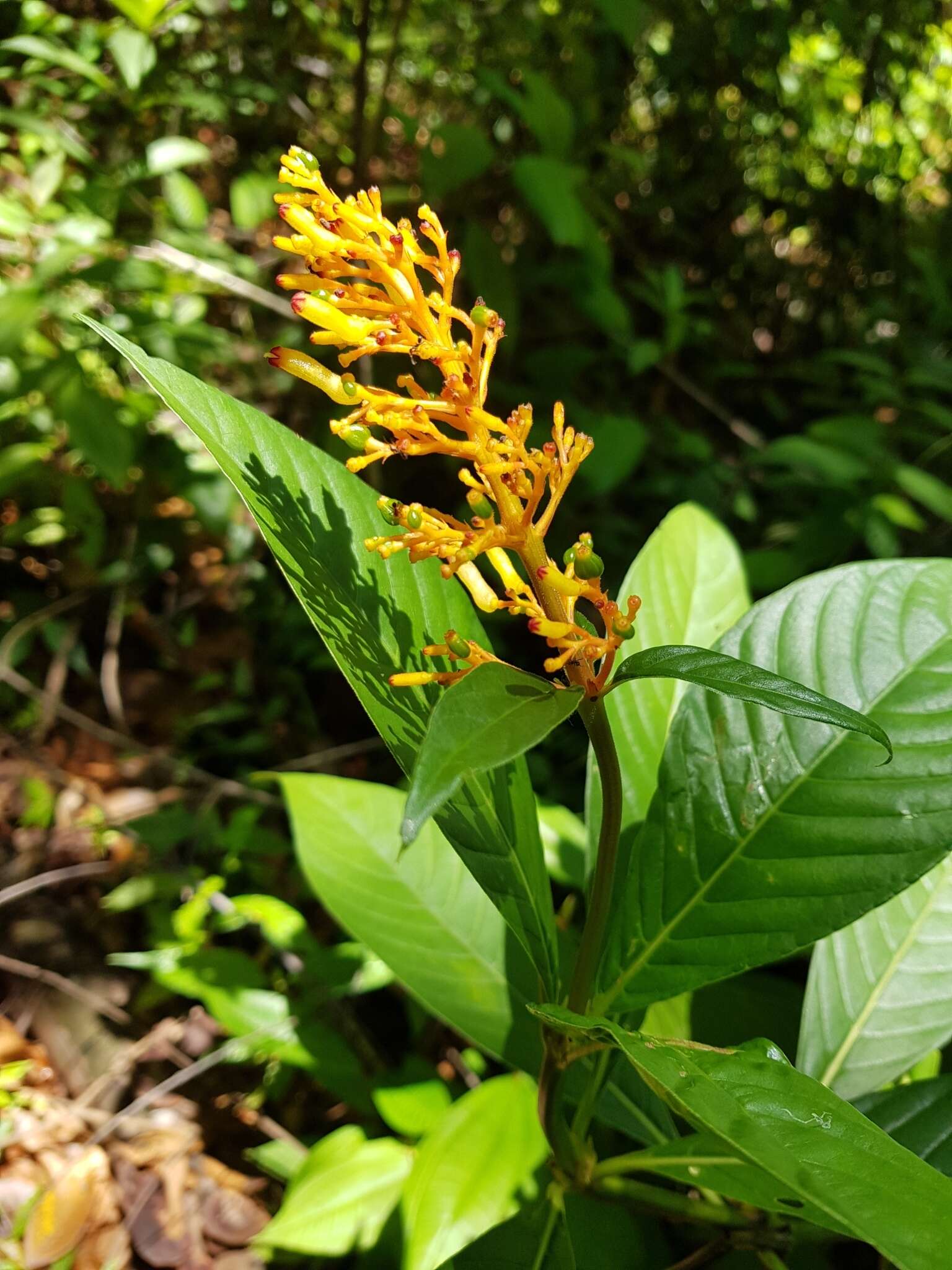 Image of Palicourea triphylla DC.