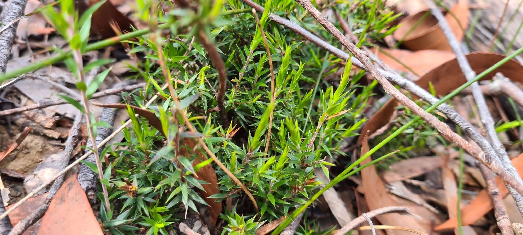 Image of Leucopogon appressus R. Br.