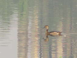 Image of Lesser Whistling Duck