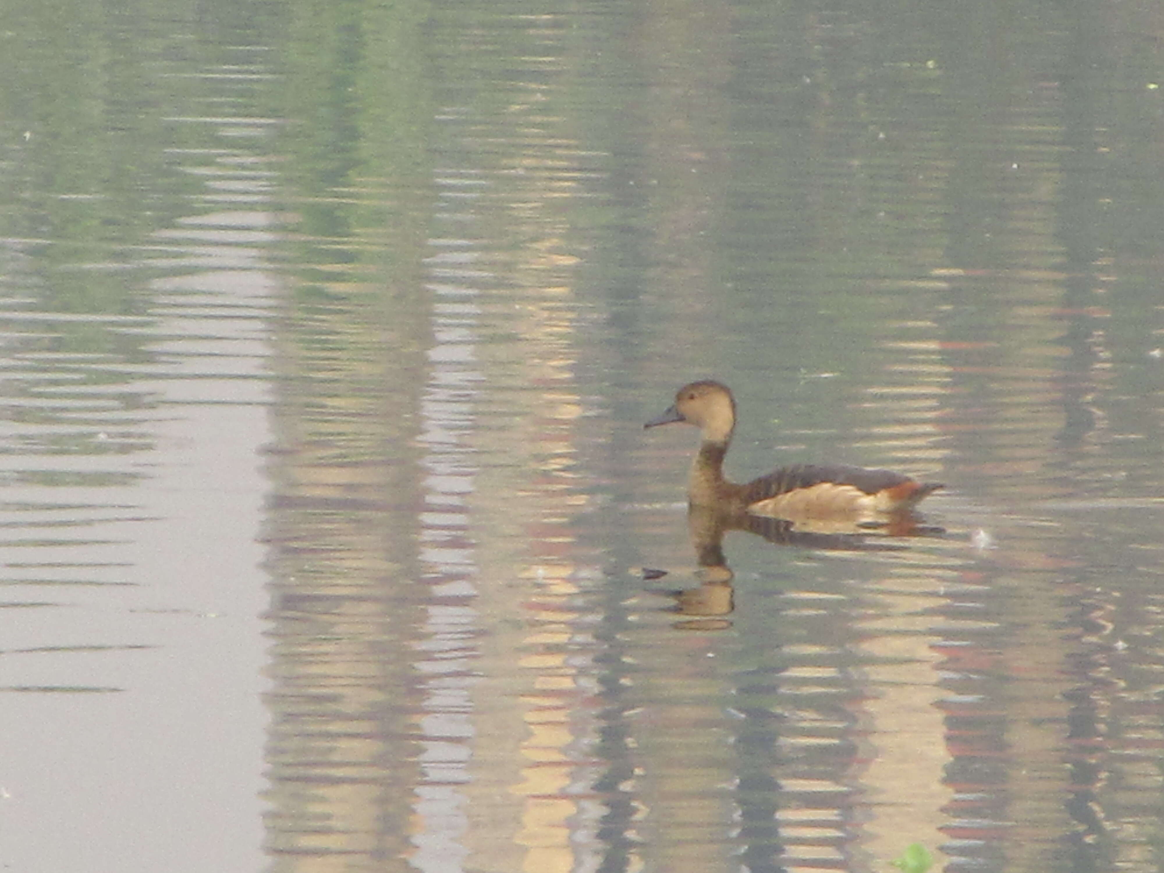 Image of Lesser Whistling Duck