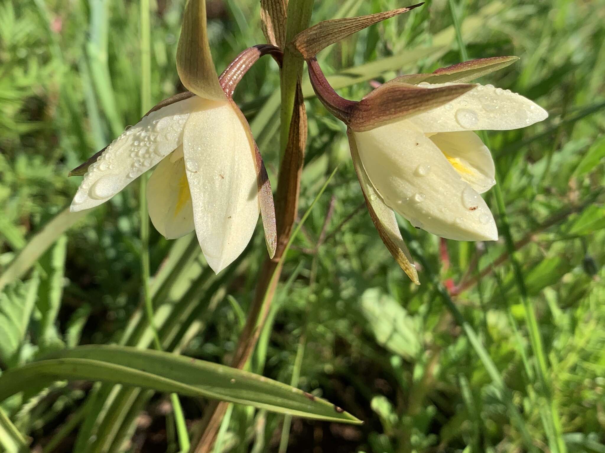 Sivun Eulophia ovalis var. bainesii (Rolfe) P. J. Cribb & la Croix kuva