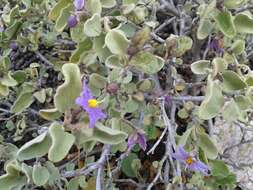 Image of Solanum tomentosum var. coccineum (Jacq.) Willd.