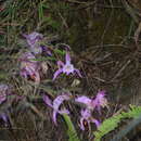 Image de Pleione praecox (Sm.) D. Don