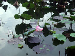 Image of sacred lotus